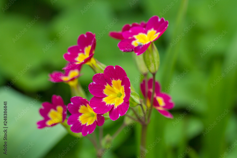 Flower Flower