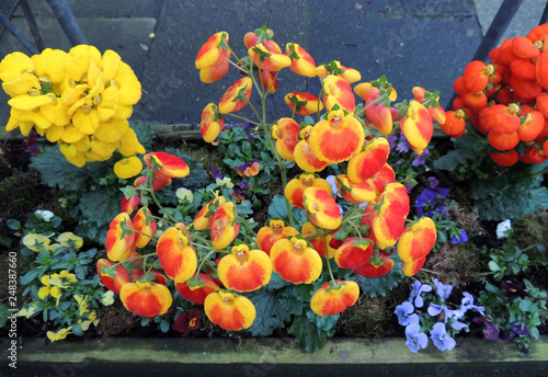 Calceolaria during flowering photo