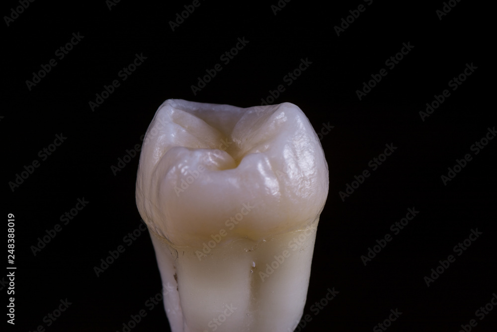 Naklejka premium Tooth 28