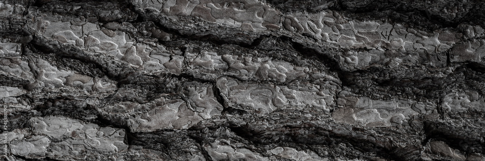 Fototapeta premium Tree trunk background