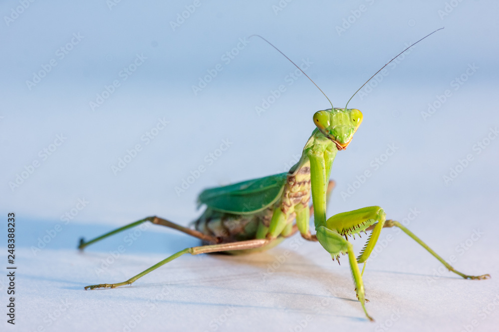 amazing macro shot of a green mantis on an isolated background in the Studio amazing macro shot of a green mantis on an isolated background in the Studio
