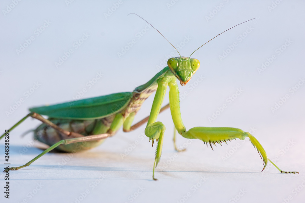 amazing macro shot of a green mantis on an isolated background in the Studio amazing macro shot of a green mantis on an isolated background in the Studio