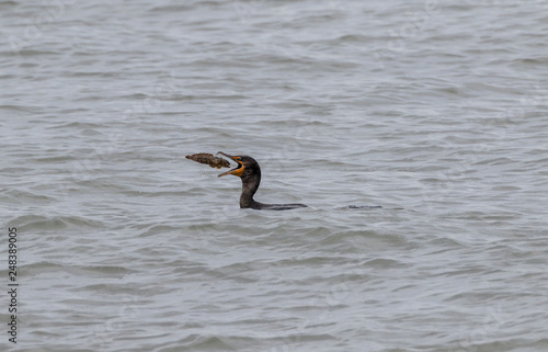 double-crested cormorant, phalacrocorax auritus,oyster toadfish, Opsanus tau