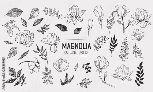 Set of magnolia with leaves. Floral elements for design. Vector. Isolated photo