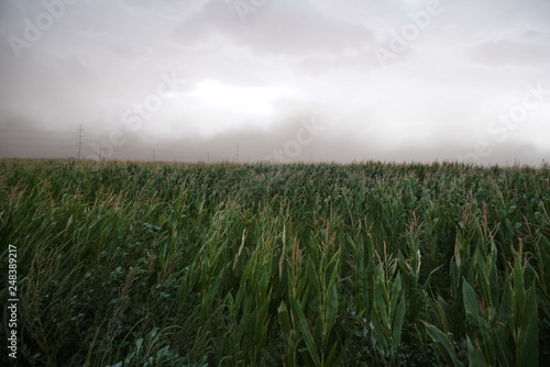 green field and blue sky