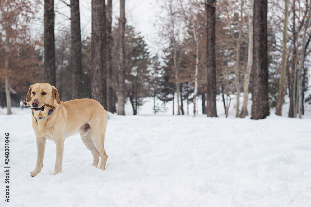 Labrador dog in the snow