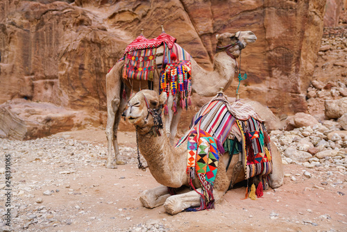 Two camels in an ancient abandoned rock city of Petra in Jordan
