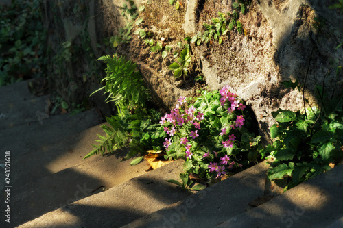  stairs in the mountains, light and shadow, Óxalis acetosélla (wood sorrel) flower pot 