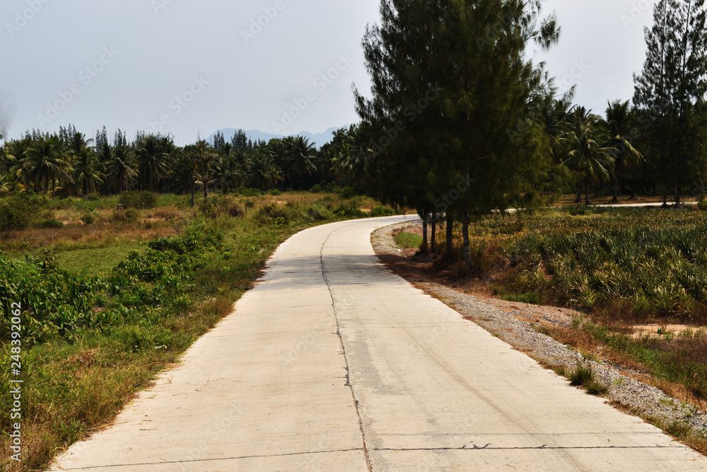 Open concrete road and tree along the way with blue sky in background, Southeast Asia, Thailand