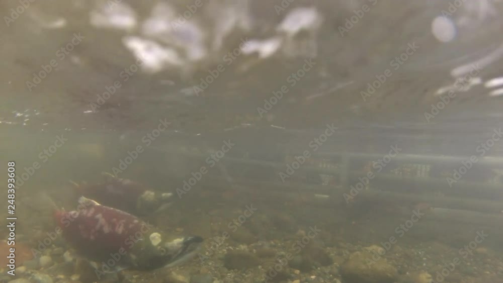 Underwater: River Salmon Swimming Against Current Near Gateway Underwater: River Salmon Swimming Against Current Near Gateway