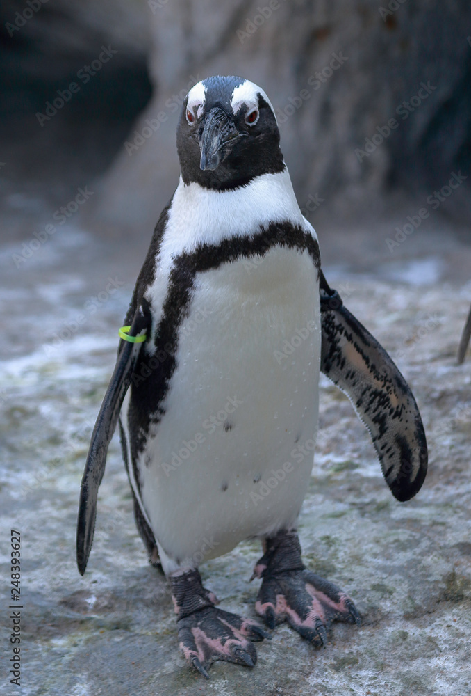 Naklejka premium African penguin (Spheniscus demersus), also known as the jackass penguin or black-footed penguin in Denver Zoo