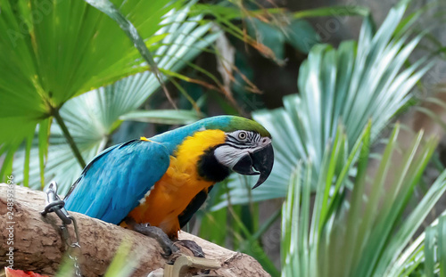 Blue and Gold Macaw sitting on a branch in Denver Zoo