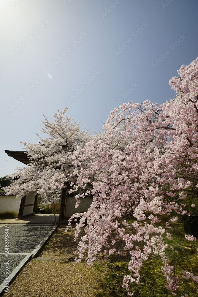 山の辺の道桜風景 山の辺の道桜風景