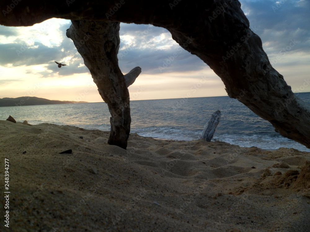 árbol arena playa mar agua paisaje naturaleza atardecer nubes insecto horizonte árbol arena playa mar agua paisaje naturaleza atardecer nubes insecto horizonte