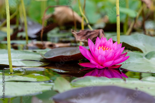 pink water lily in pond