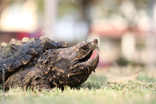 Alligator snapping turtle