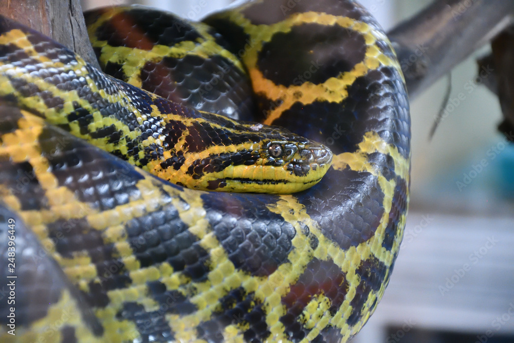Eunectes notaeus (South Anaconda, or yellow Anaconda) Eunectes notaeus (South Anaconda, or yellow Anaconda)