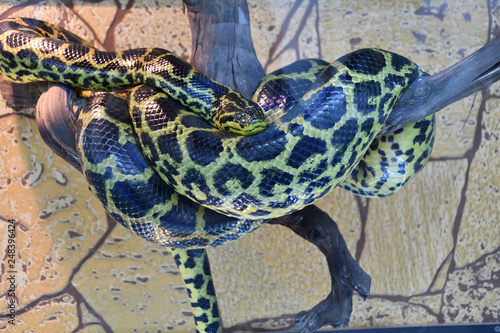 Eunectes notaeus (South Anaconda, or yellow Anaconda) photo