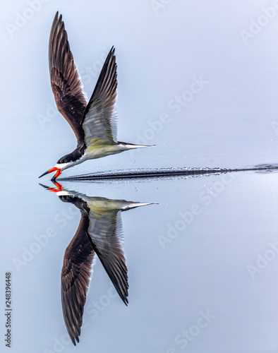 A Black Skimmer skimming with great reflection