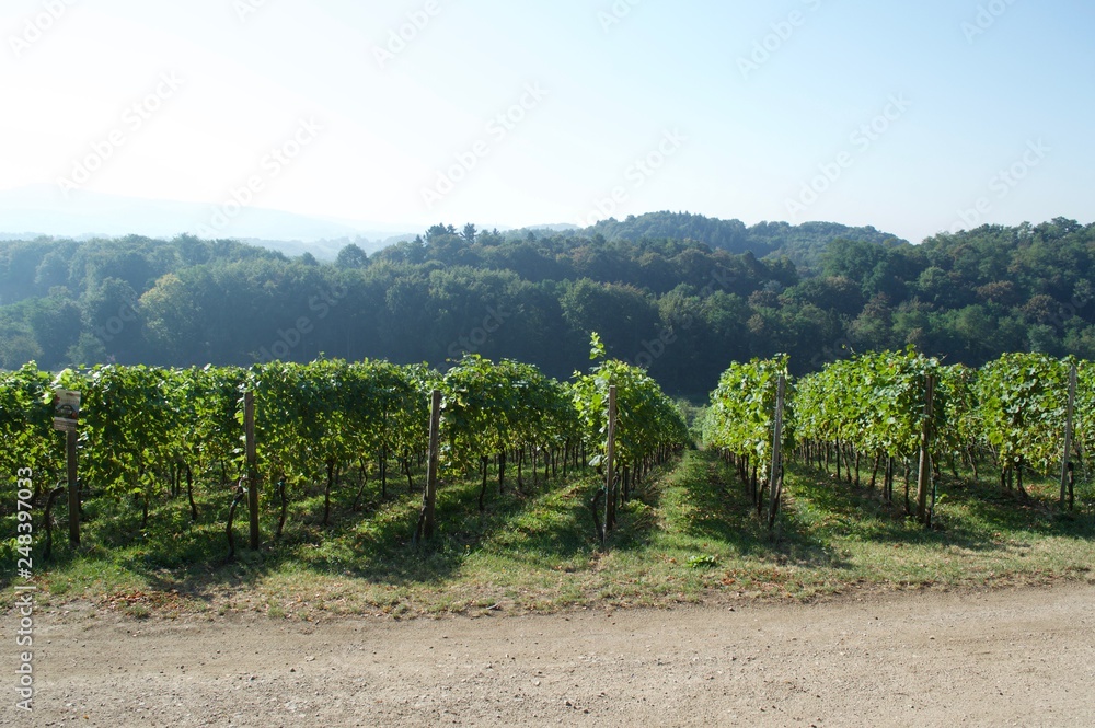 Obraz premium german vineyard