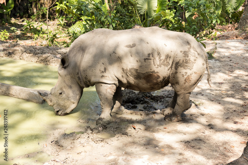 White Rhino or rhinoceros is eating water