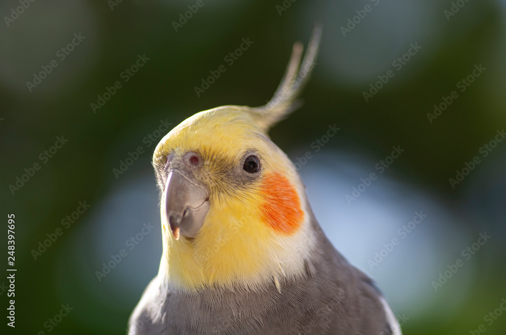 オカメインコ オカメインコ