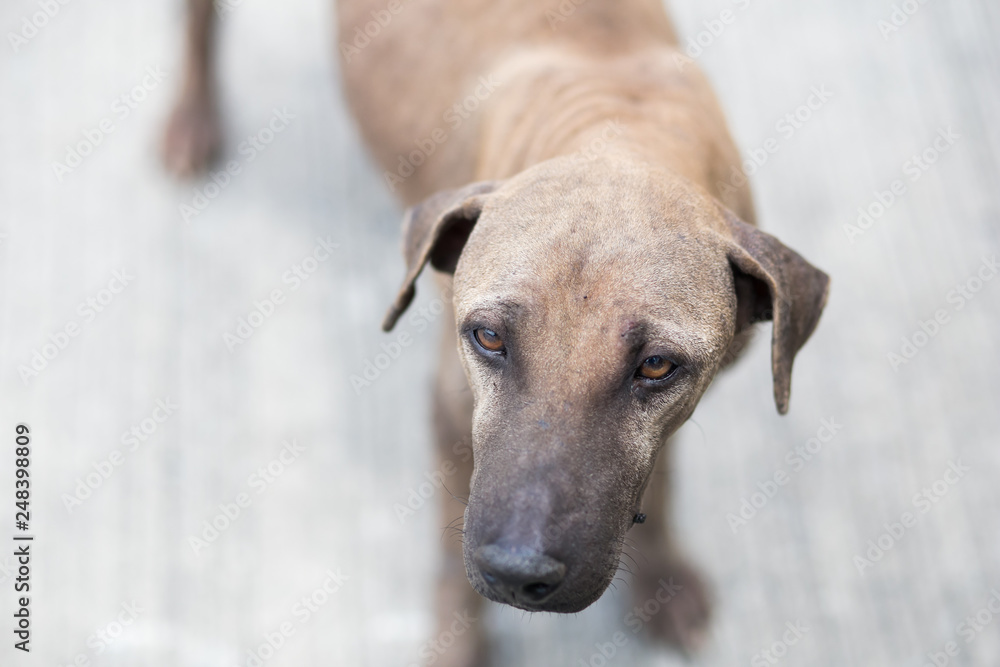 Thai breed dog standing looking,Thai dog brown Thai breed dog standing looking,Thai dog brown