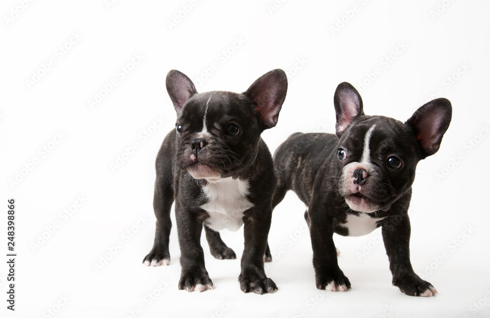 French bulldog puppies