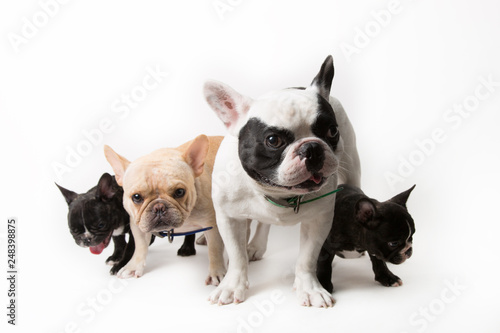 French bulldog family © Kitti bowornphatnon