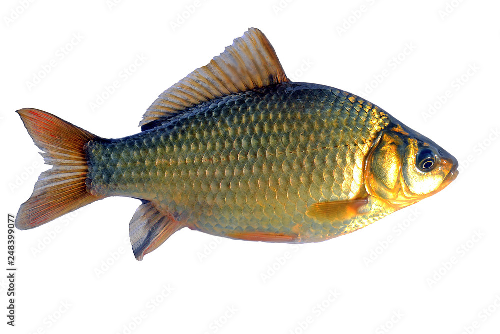 Crucian fish (lat. Carassius) on a white background. Isolate. Crucian fish (lat. Carassius) on a white background. Isolate.
