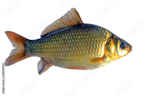 Crucian fish (lat. Carassius) on a white background. Isolate.