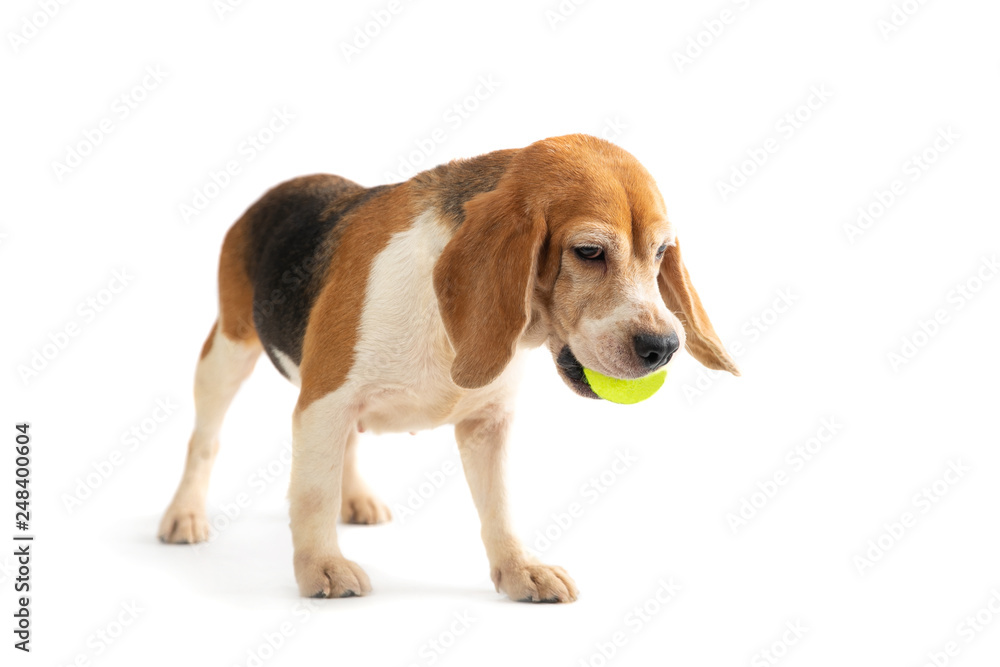 portrait of little beagle playing tennis ball isolated on white background