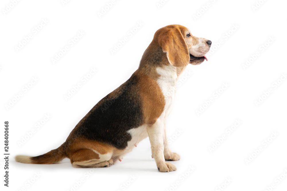 portrait of cute beagle sitting on the floor with tongue sticking out isolated on white background