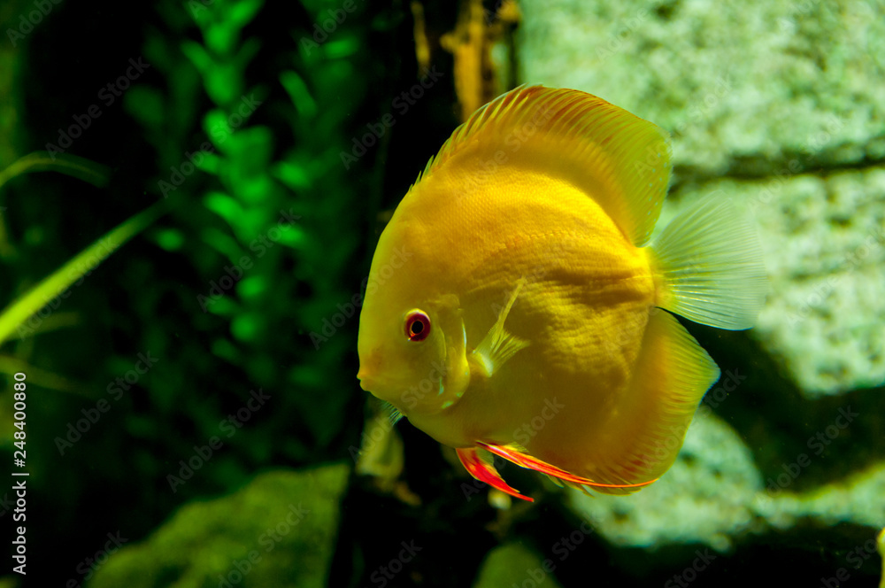 Fish of the genus discus yellow in a large aquarium