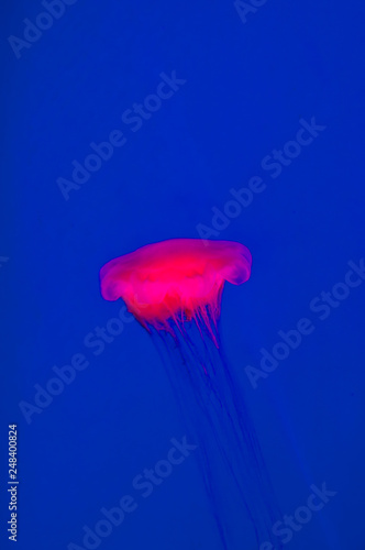 Beautiful pink jellyfish on a blue background © Beliakina Ekaterina