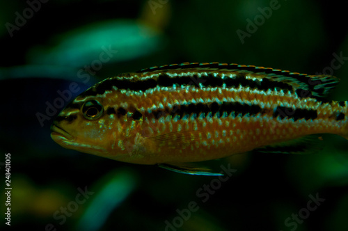 Fish in a large aquarium. Golden Cichlid (Melanochromis auratus)