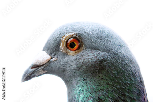 close up head and eye of homing pigeon on white background