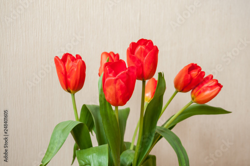 Red tulips on a beige background