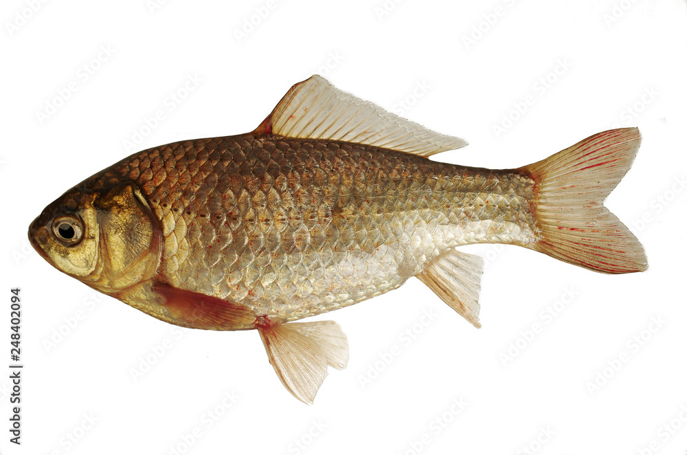 Crucian fish on white background. Isolated on white Crucian fish on white background. Isolated on white
