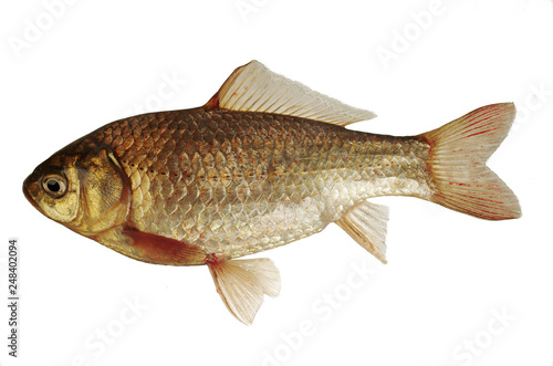 Crucian fish on white background. Isolated on white