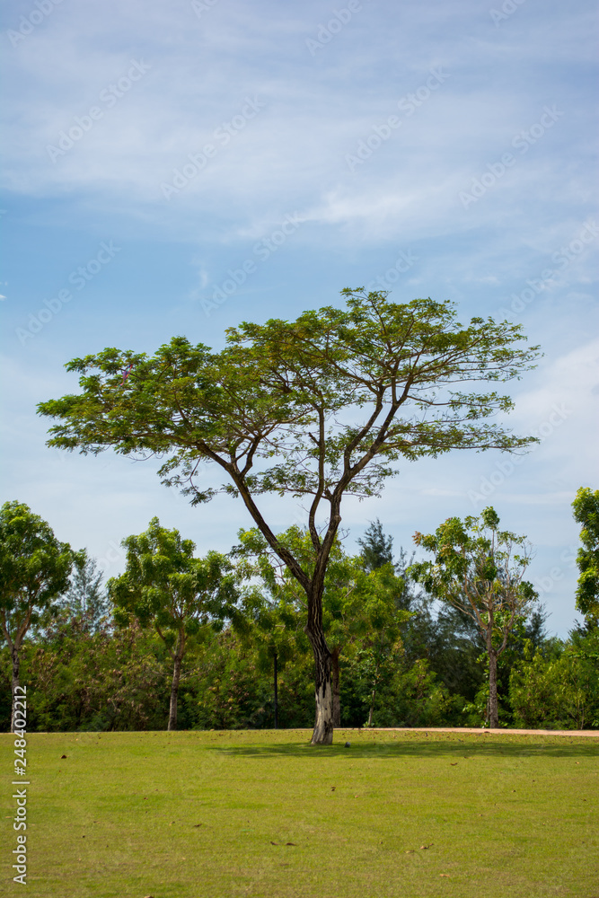 Solitude Tree Solitude Tree