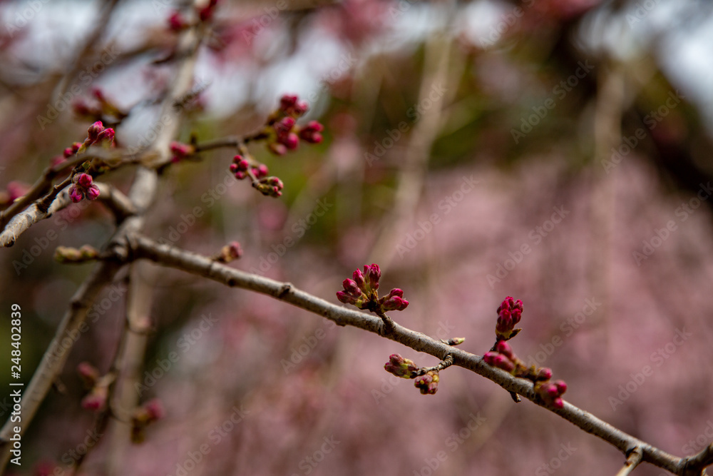 sakura flower  & cherry blossoms
