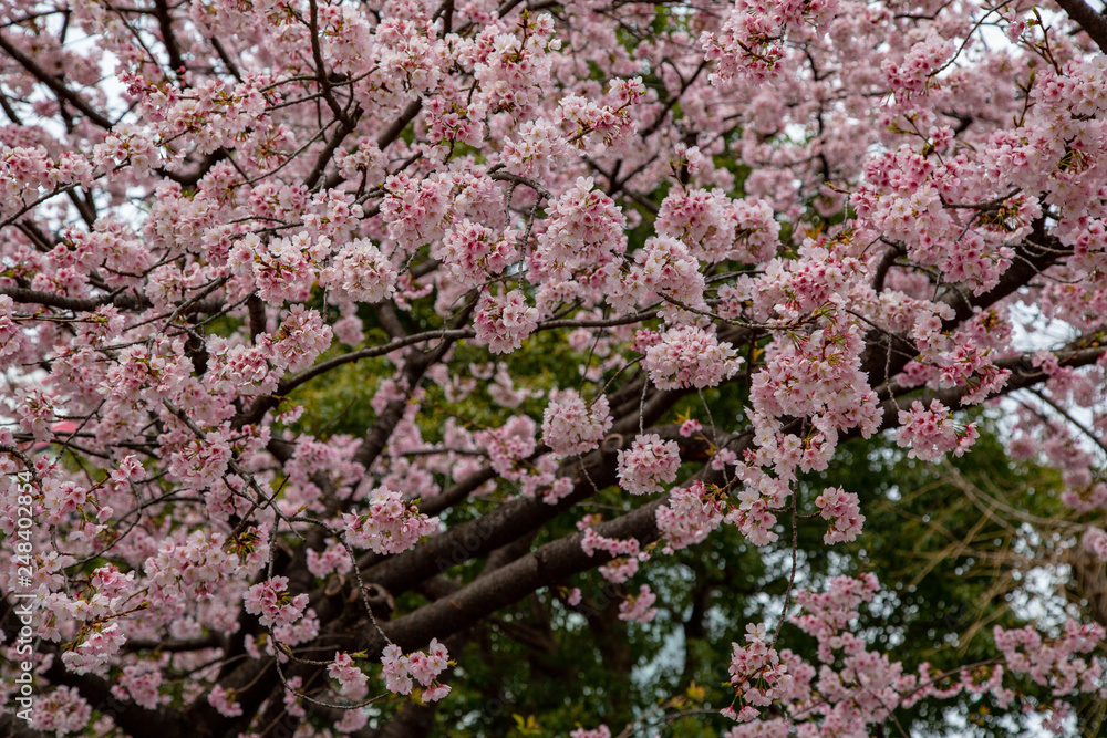 Sakura or cherry blossoms is one of the most festive events in Spring for Japan. Variety of colors ranging from white, pink, orange and red. Flowers are blooming on the branches with no leaves. Sakura or cherry blossoms is one of the most festive events in Spring for Japan. Variety of colors ranging from white, pink, orange and red. Flowers are blooming on the branches with no leaves.