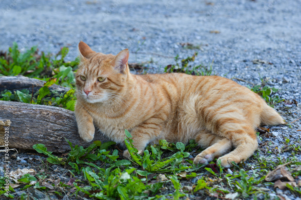 A pretty cat relaxing on road
