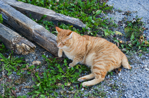A pretty cat relaxing on road