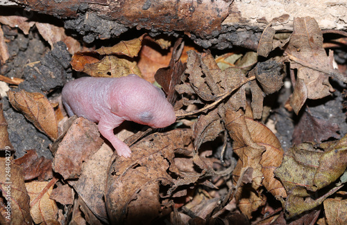 A tiny baby Wood Mouse (Apodemus sylvaticus) in its nest.