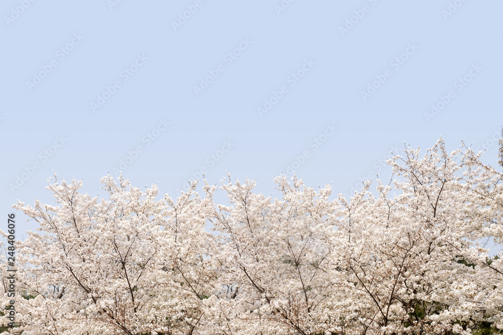 looking up at white sakura flower blossom on tree with blue sky in spring seasonal,natural background. looking up at white sakura flower blossom on tree with blue sky in spring seasonal,natural background.