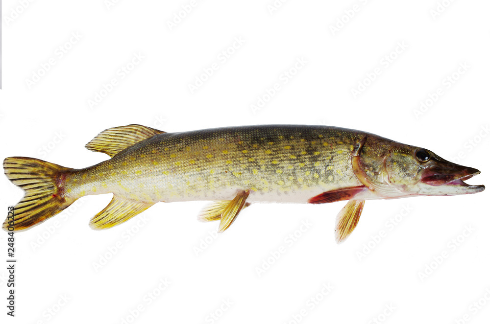 Pike on a white background. Isolated on white Pike on a white background. Isolated on white