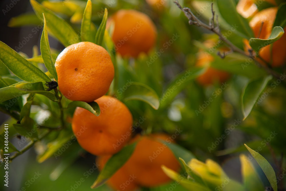 Fresh Mandarin Oranges