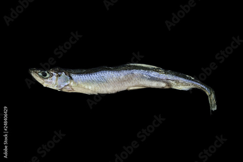 Dry small European smelt fish isolated on black background
